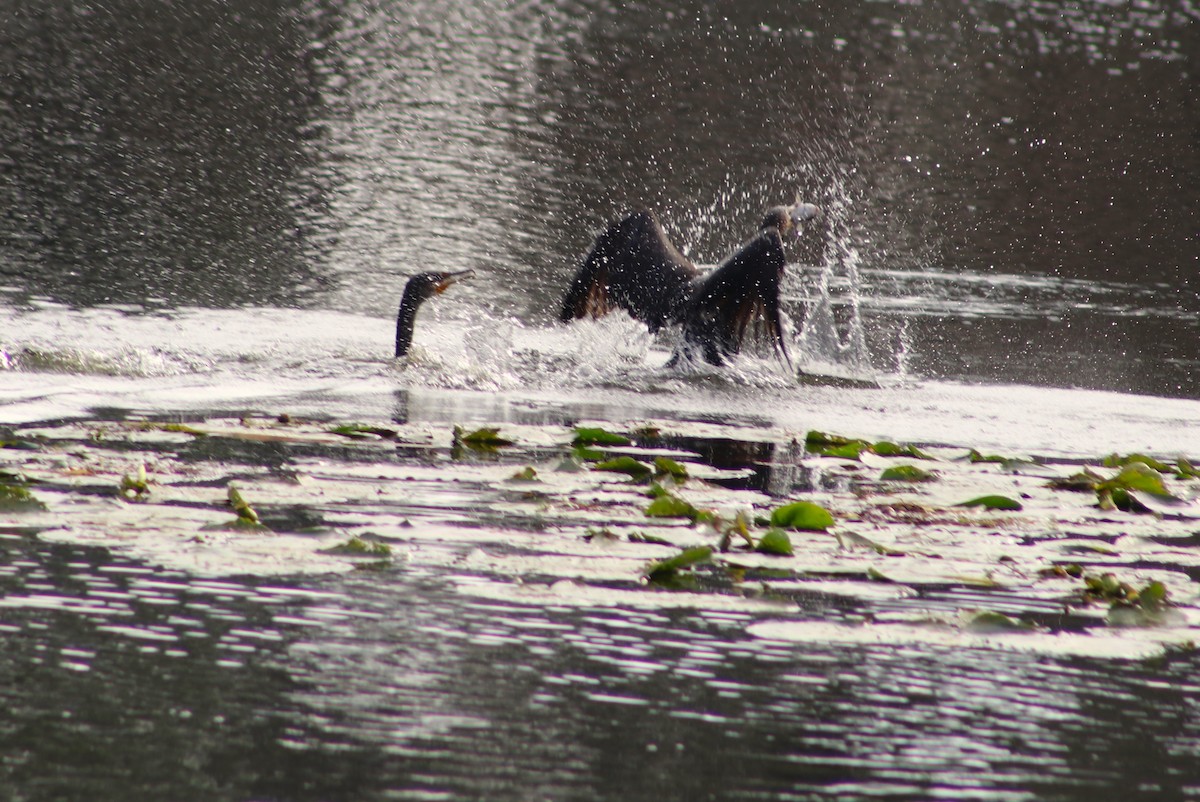 kormorán ušatý - ML646697042