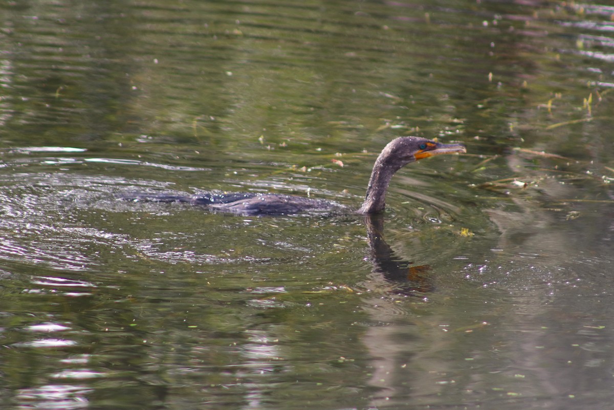 kormorán ušatý - ML646697043