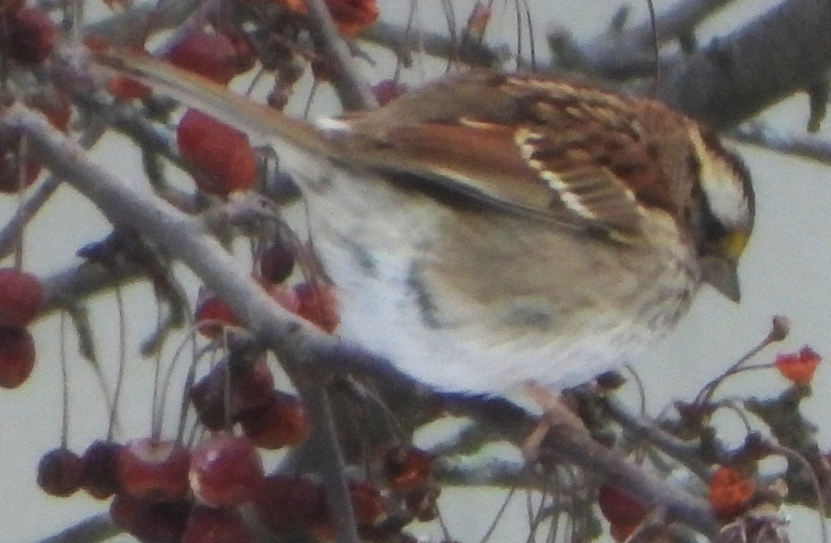 White-throated Sparrow - ML646697045