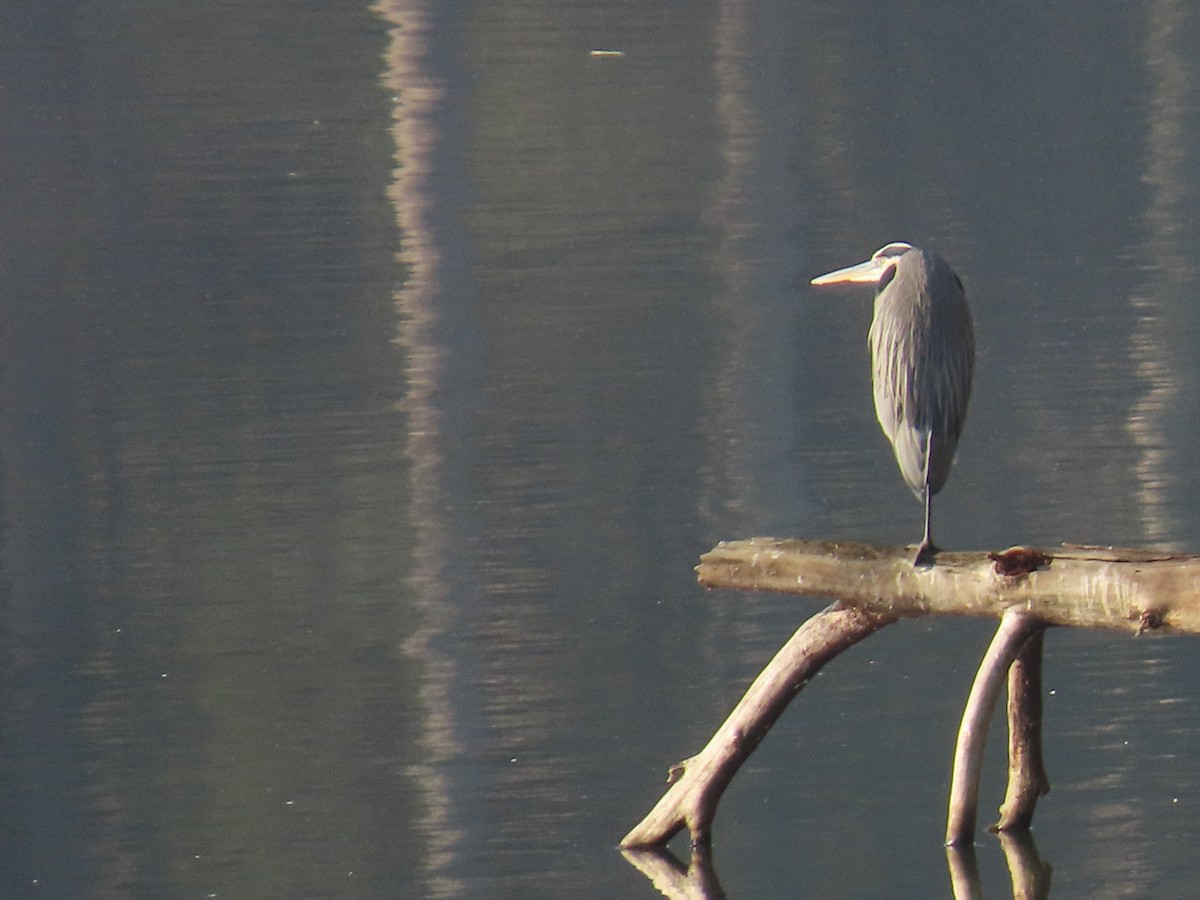 Great Blue Heron - ML646697046