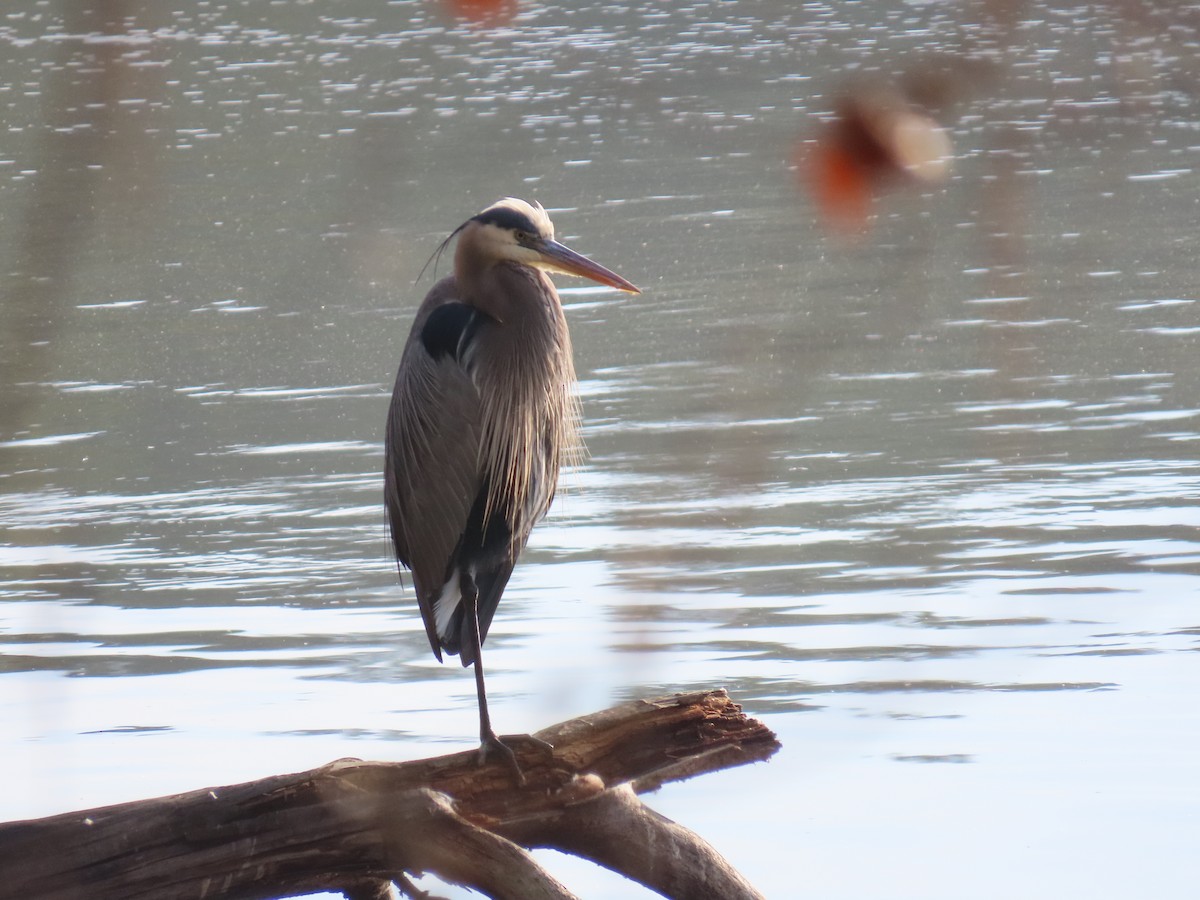 Great Blue Heron - ML646697047
