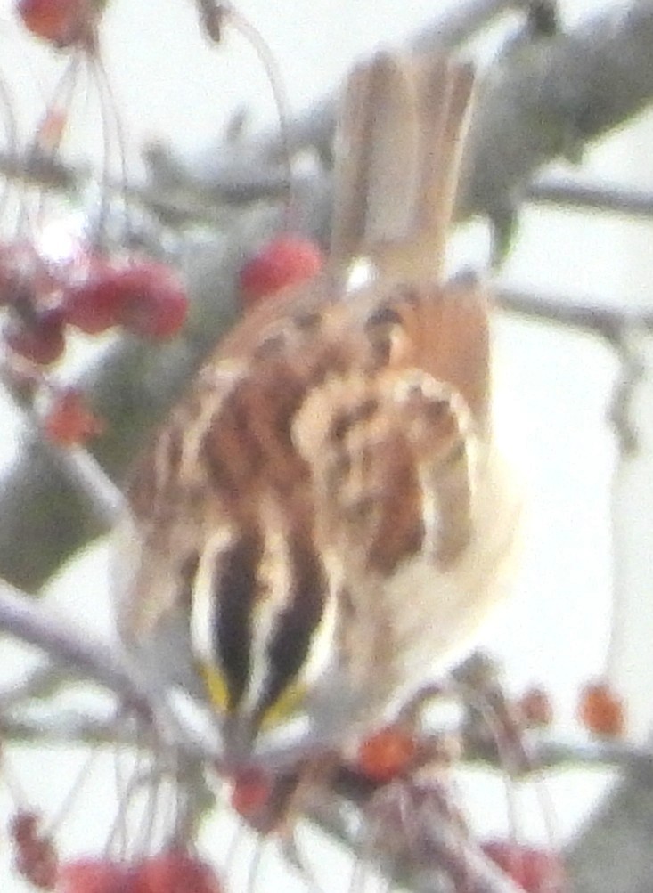 White-throated Sparrow - ML646697048