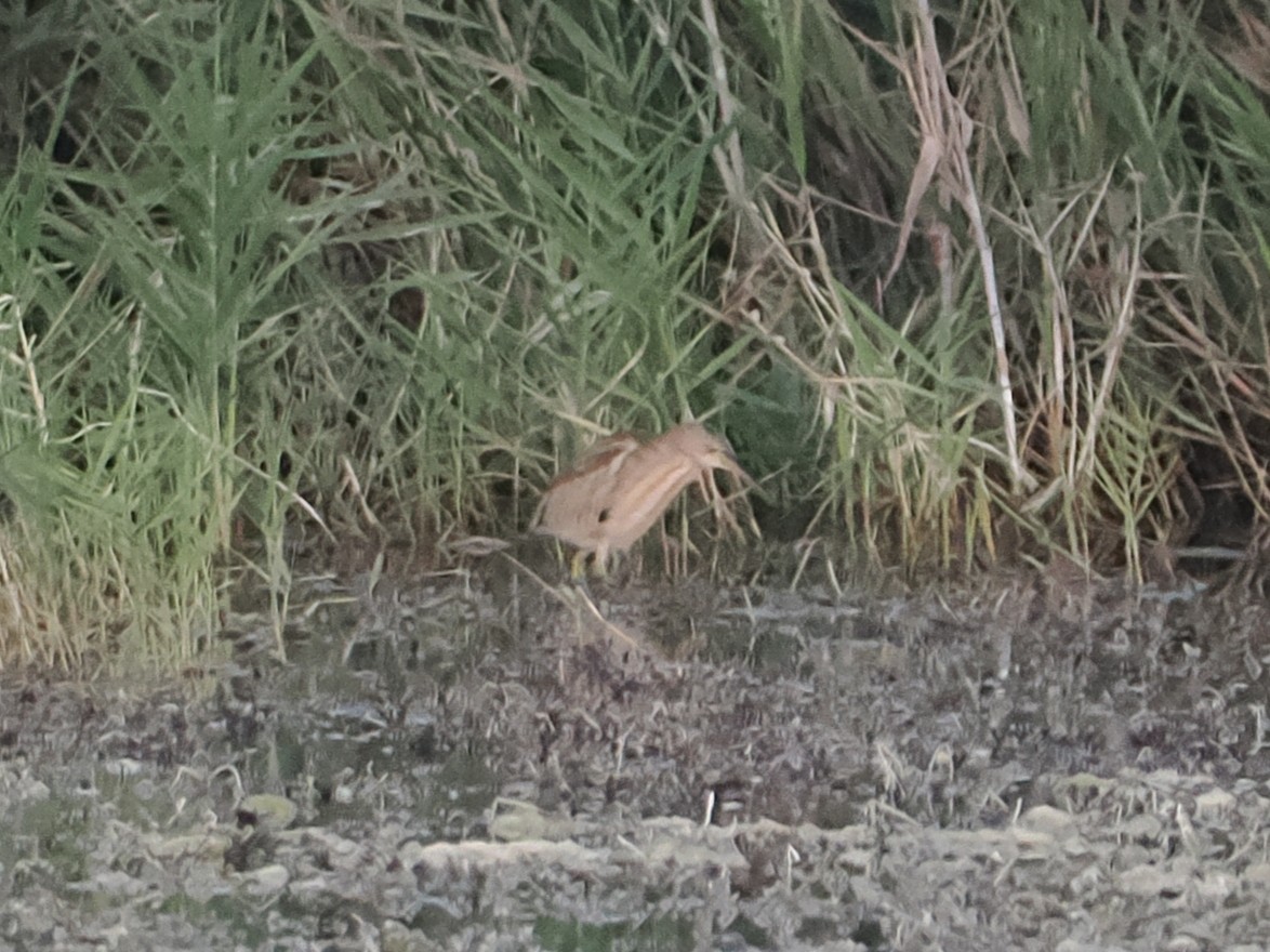 Yellow Bittern - ML646697049