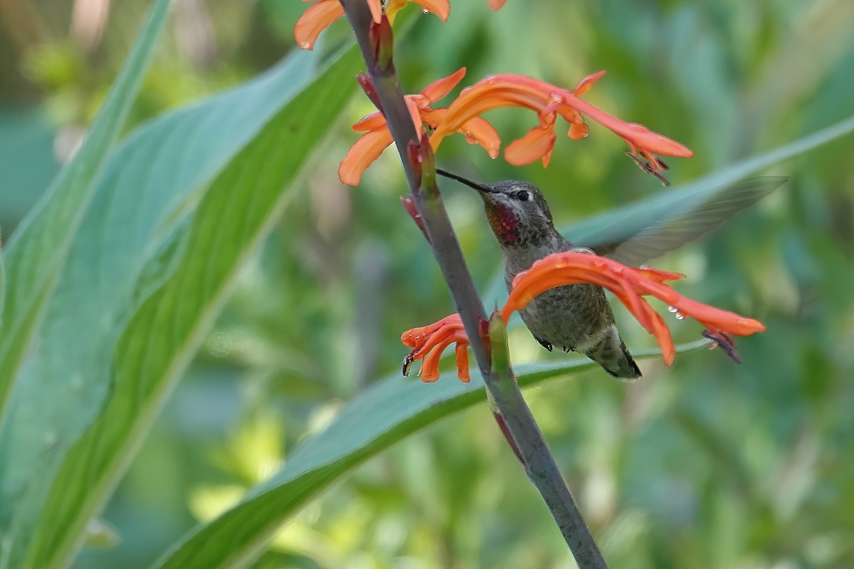 Anna's Hummingbird - ML646697051