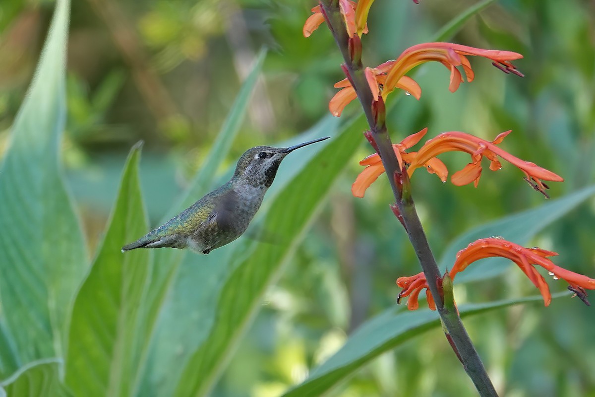Anna's Hummingbird - ML646697052