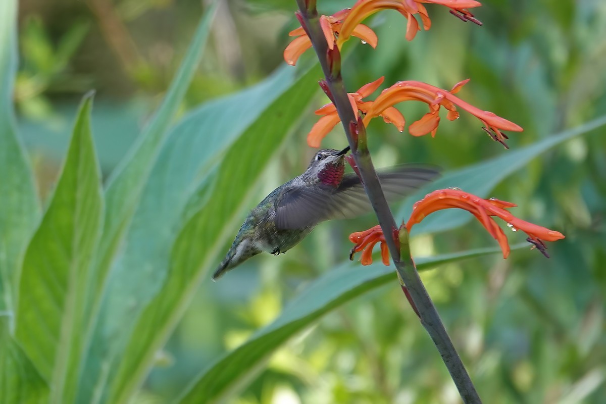 Anna's Hummingbird - ML646697053