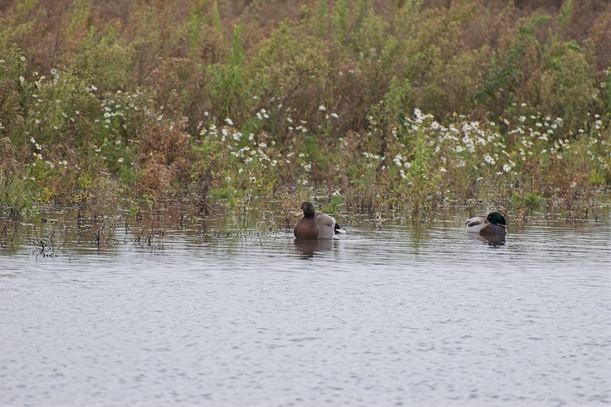 Green-winged Teal - ML646697054