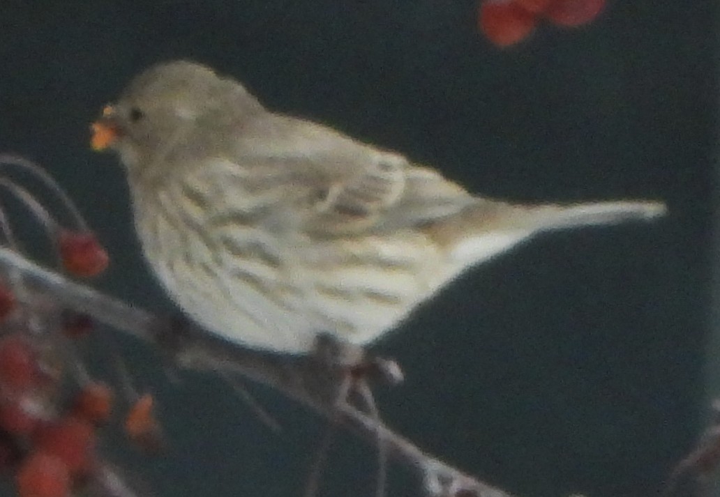House Finch - ML646697055