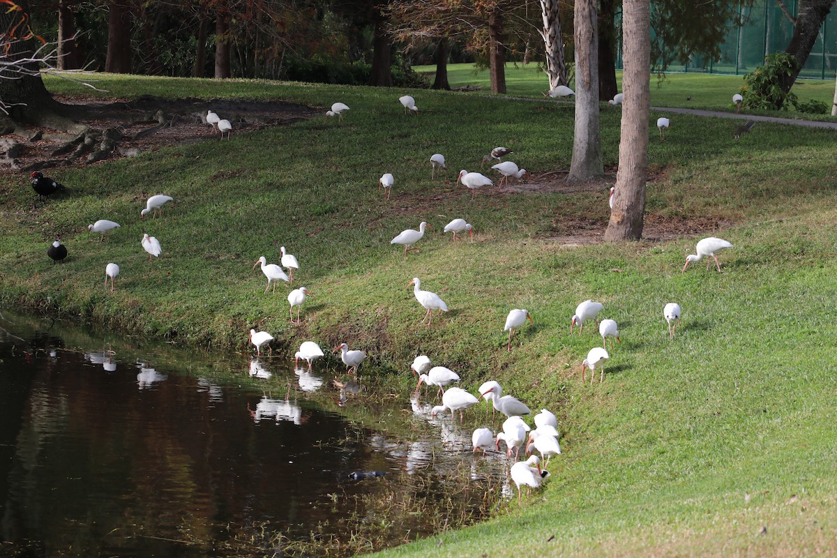 ibis bílý - ML646697056