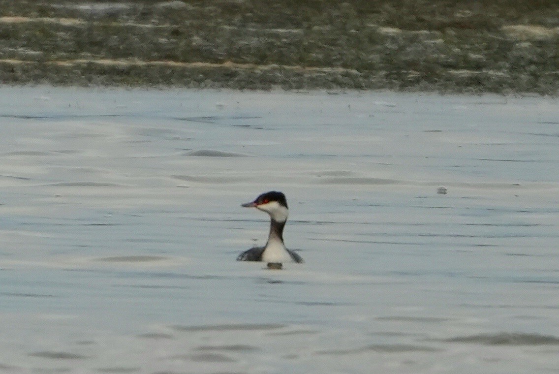 Zampullín Cuellirrojo - ML646697057