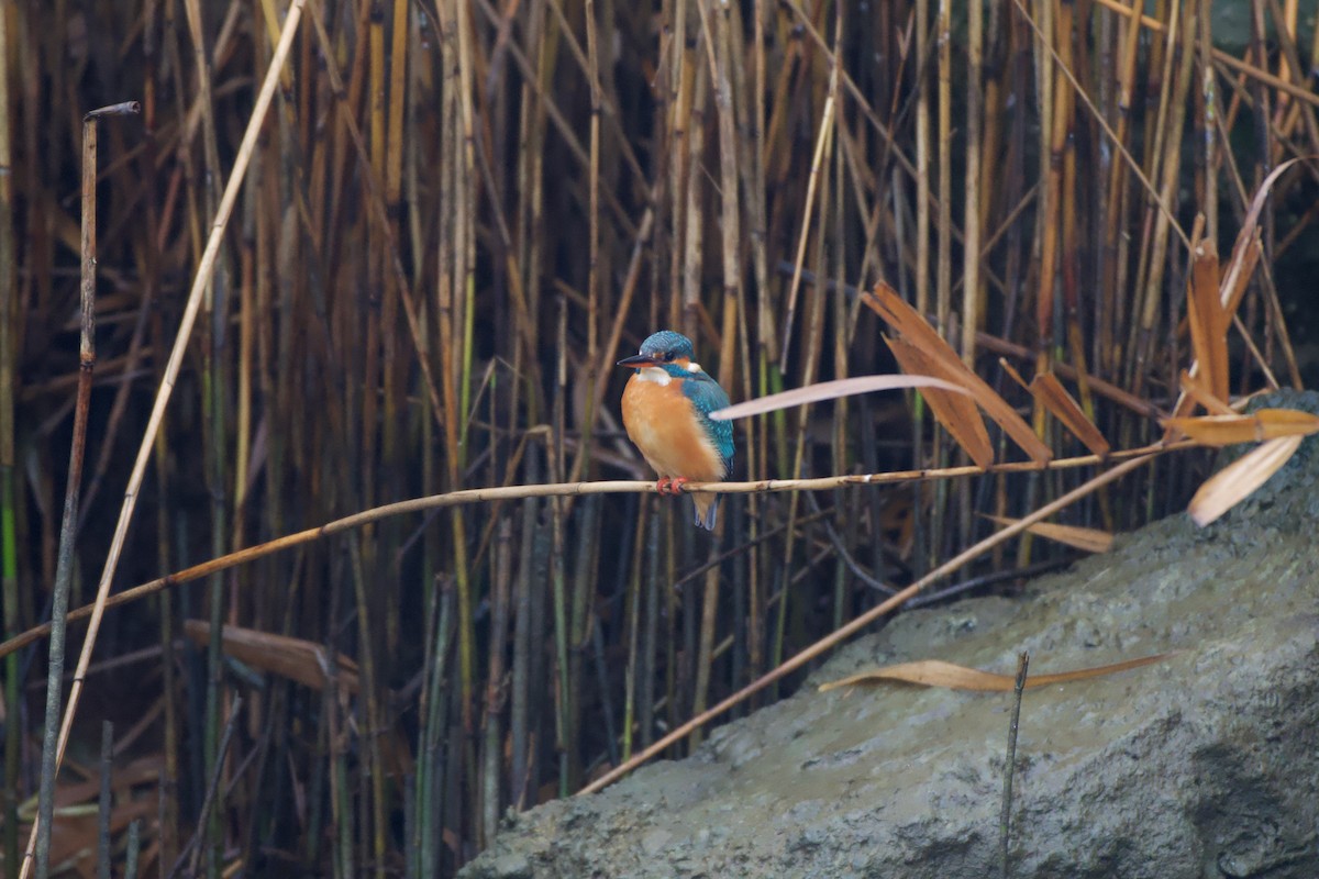 Common Kingfisher - ML646697058