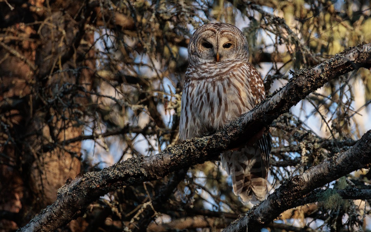 Barred Owl - ML646697060
