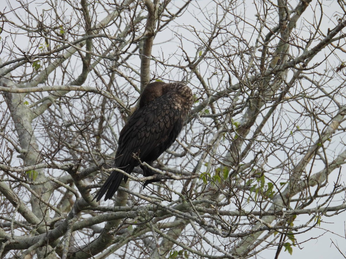 Double-crested Cormorant - ML646697061