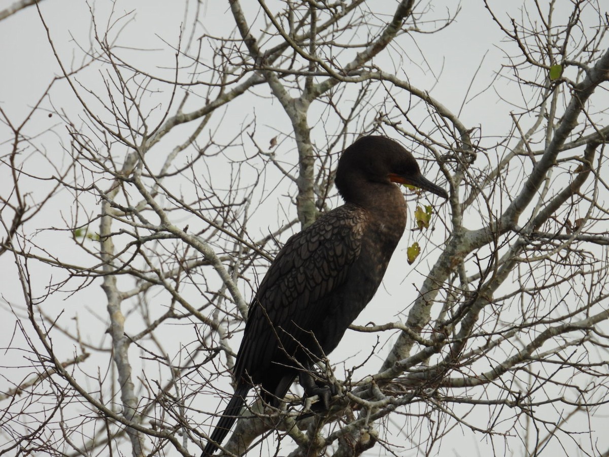 Double-crested Cormorant - ML646697062