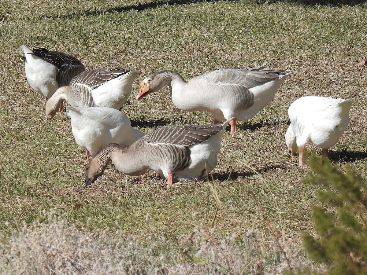 Domestic goose sp. (Domestic type) - ML646697063