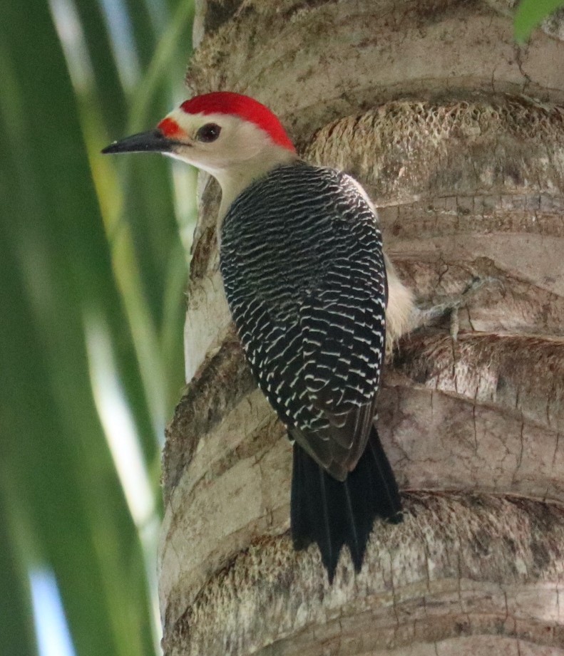 Golden-fronted Woodpecker - ML646697064