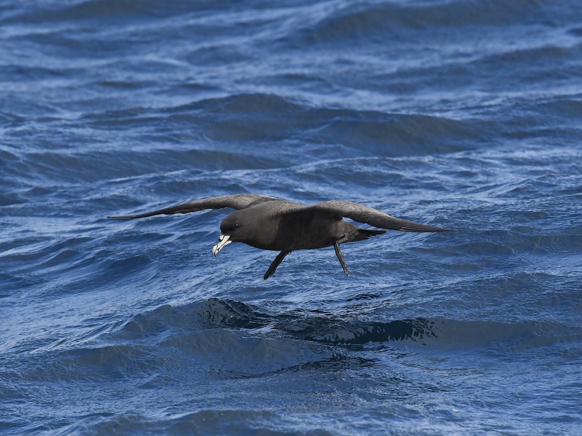 Beyaz Gıdılı Yelkovan - ML646697068