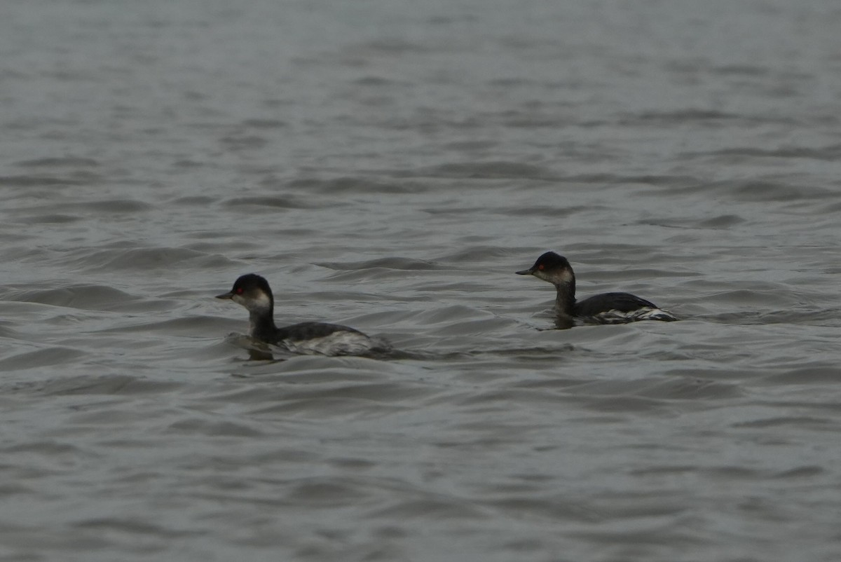 Zampullín Cuellinegro - ML646697069