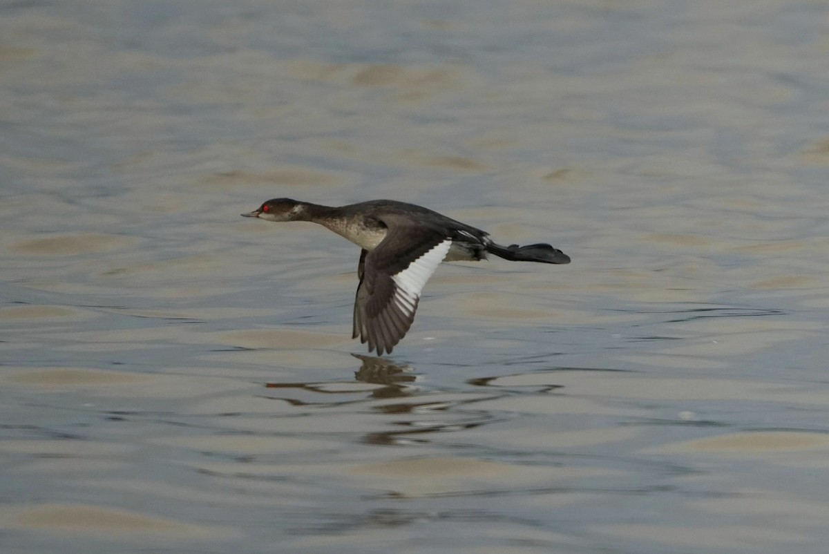 Zampullín Cuellinegro - ML646697070