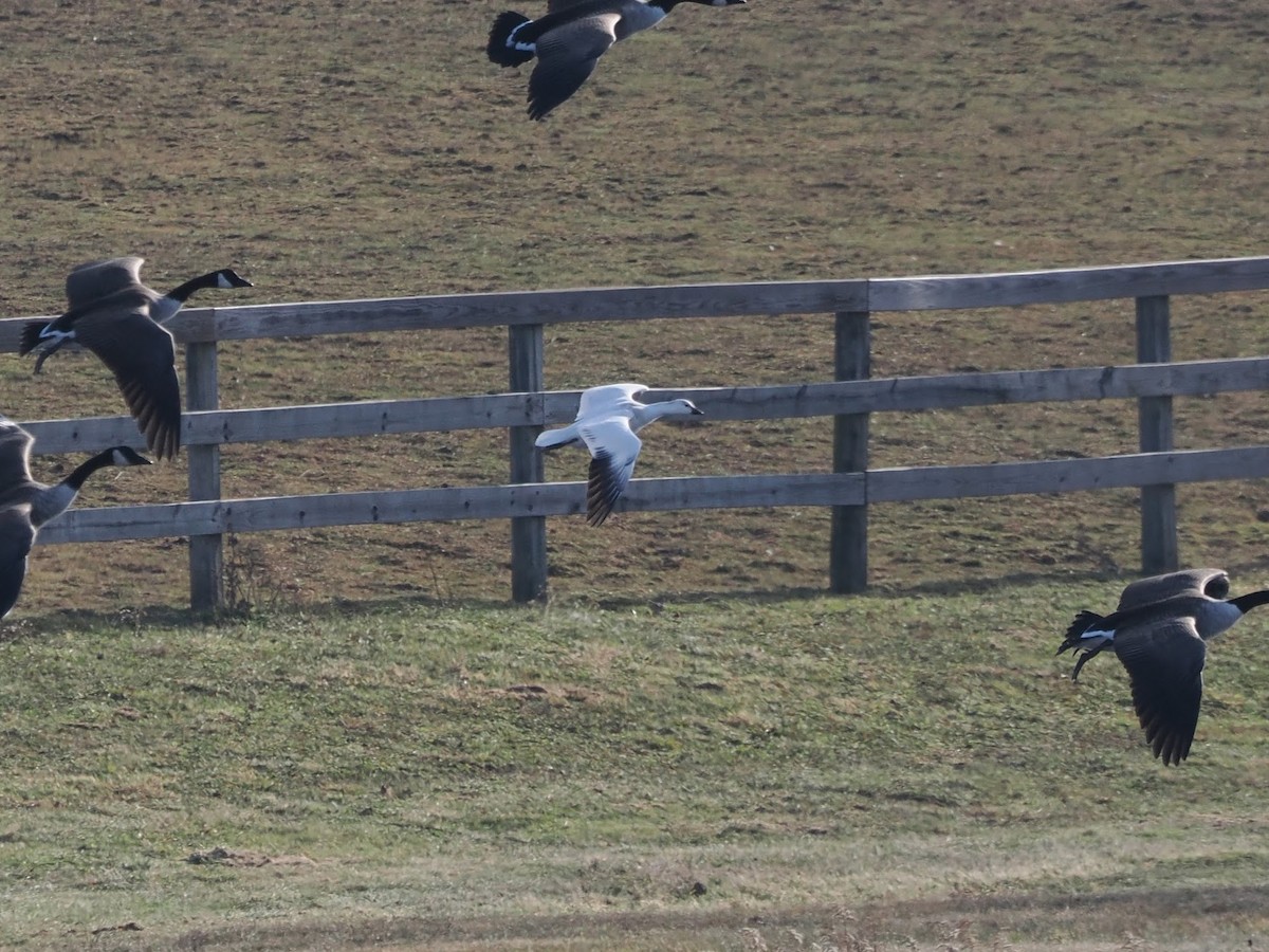 Ross's Goose - ML646697071