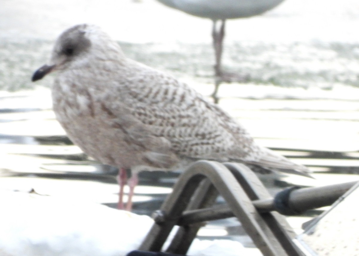 Iceland Gull - ML646697075