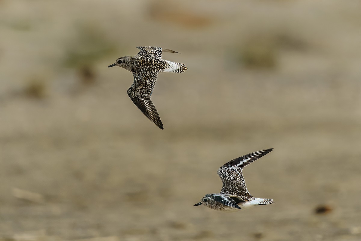 tundralo - ML646697076