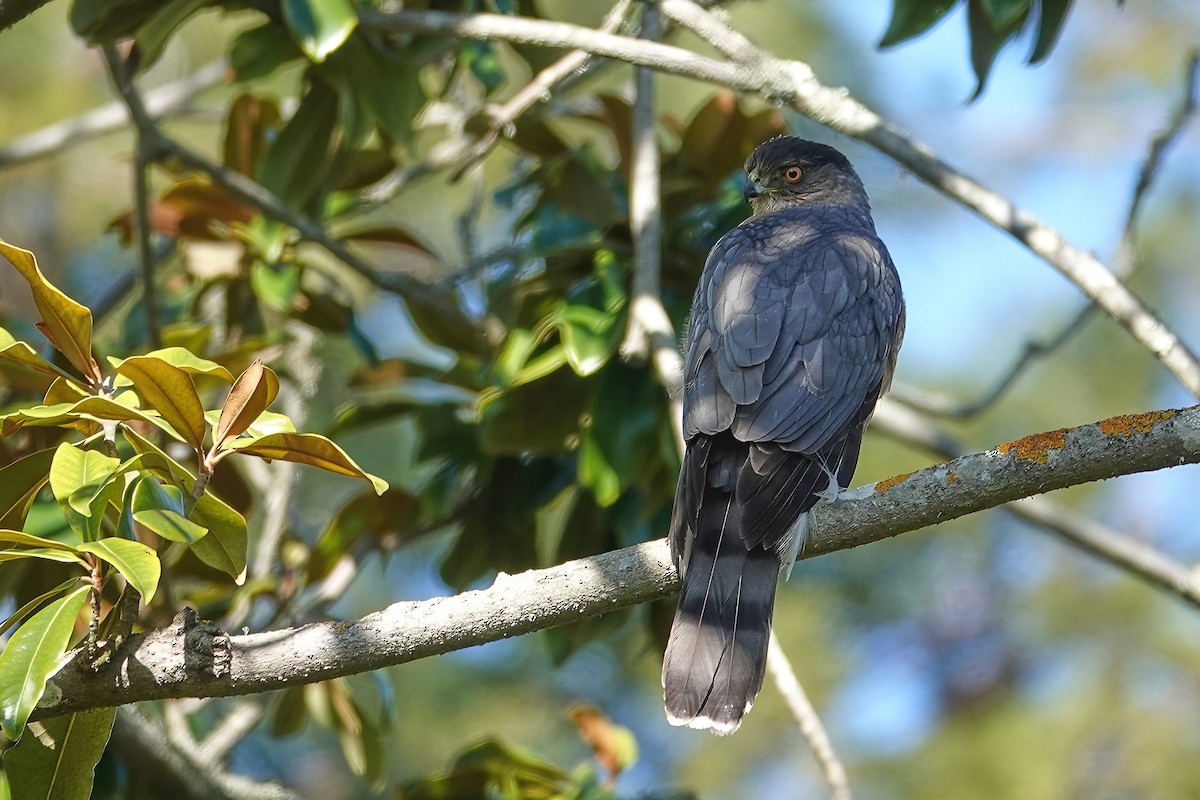 Cooper's Hawk - ML646697078