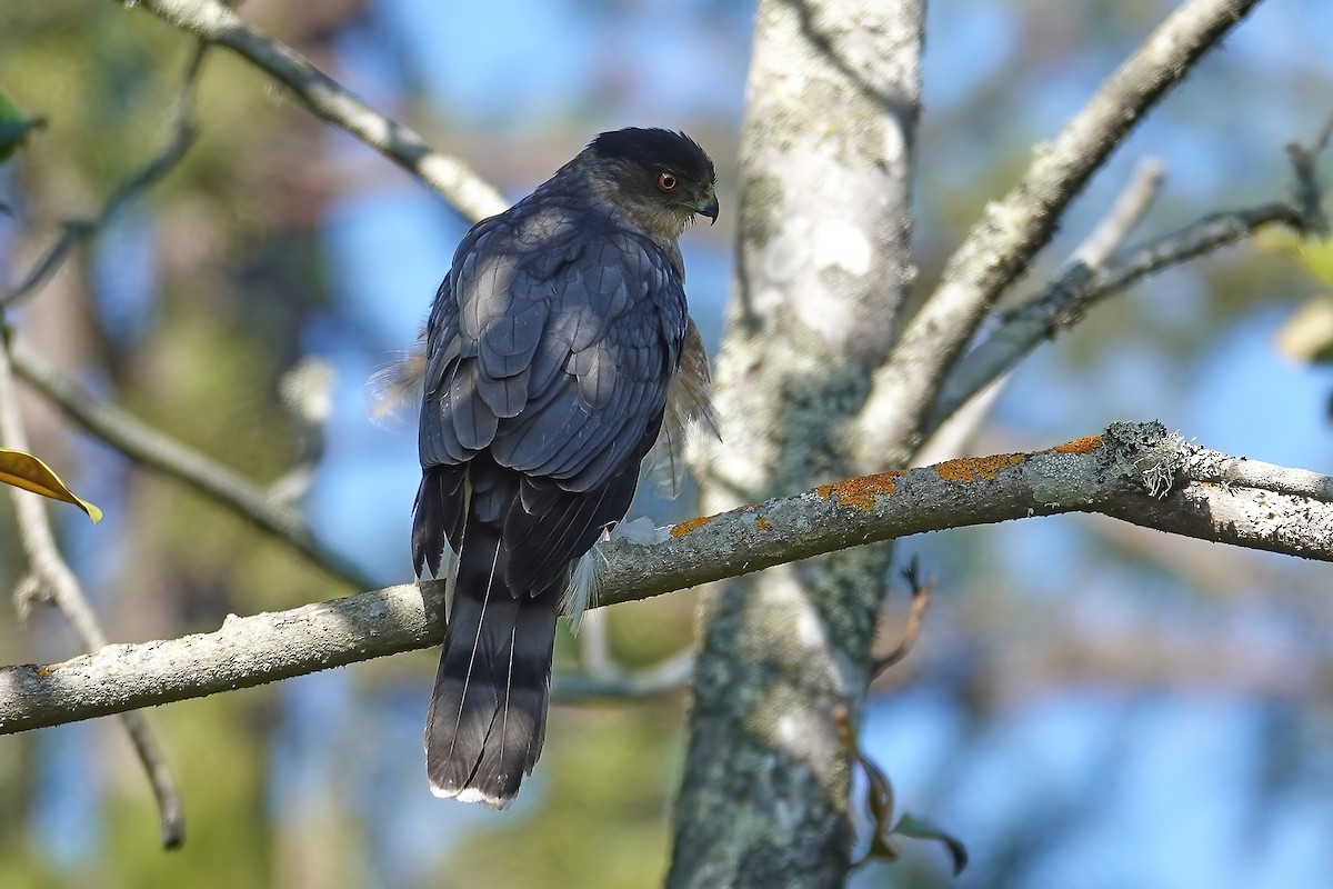 Cooper's Hawk - ML646697079