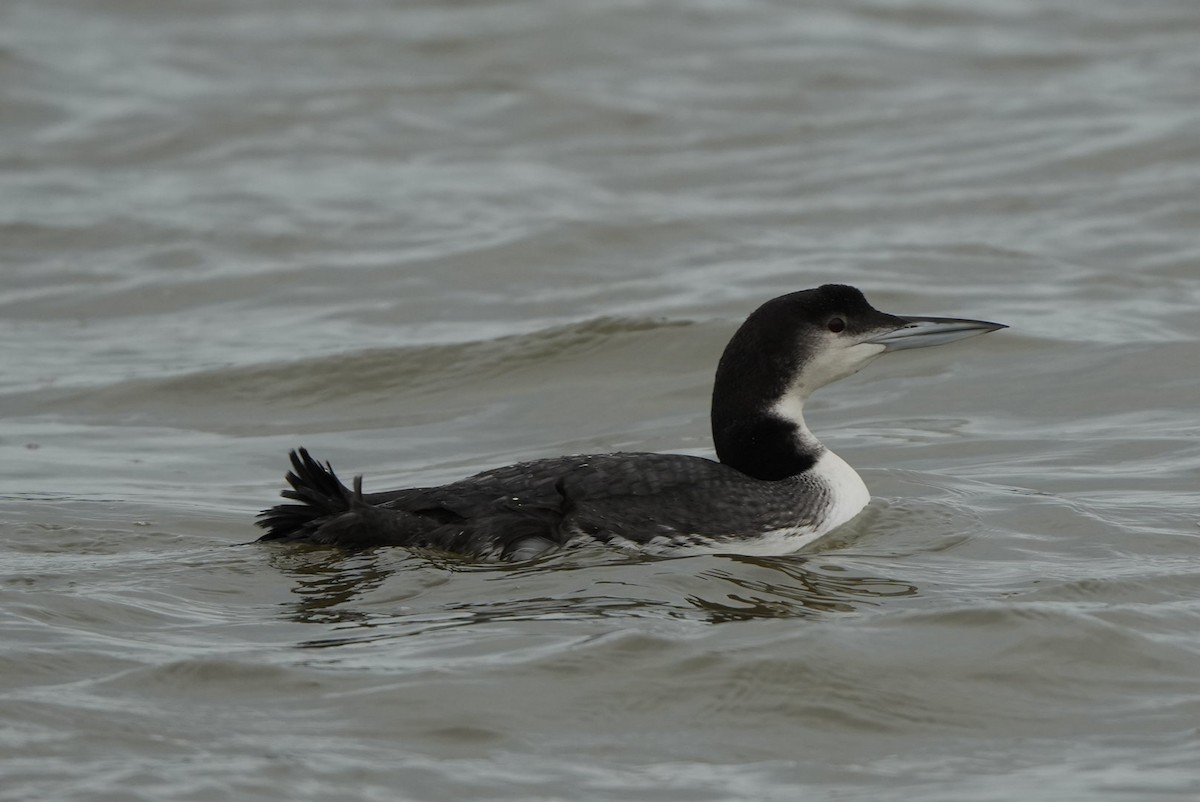 Colimbo Grande - ML646697080