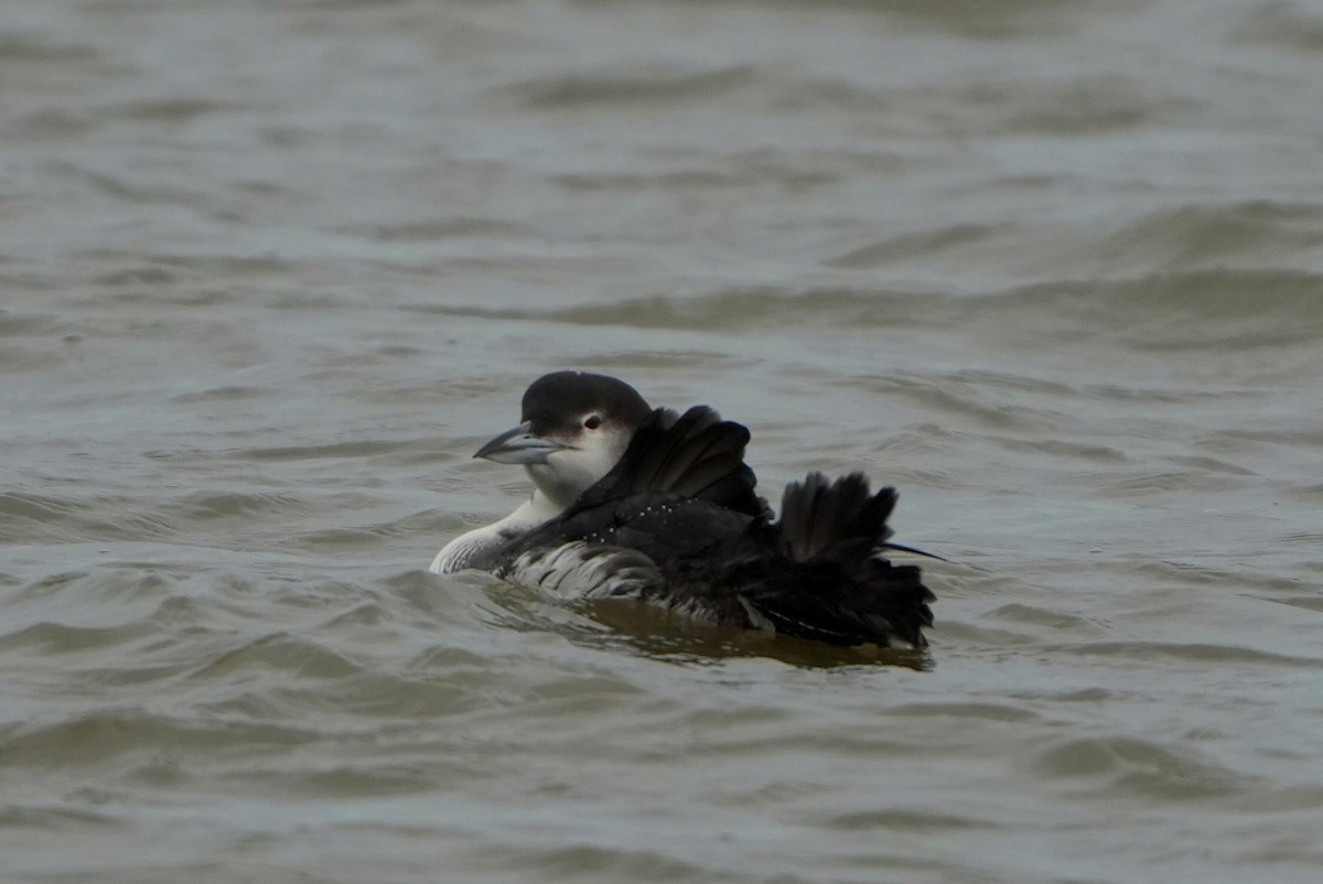 Colimbo Grande - ML646697081