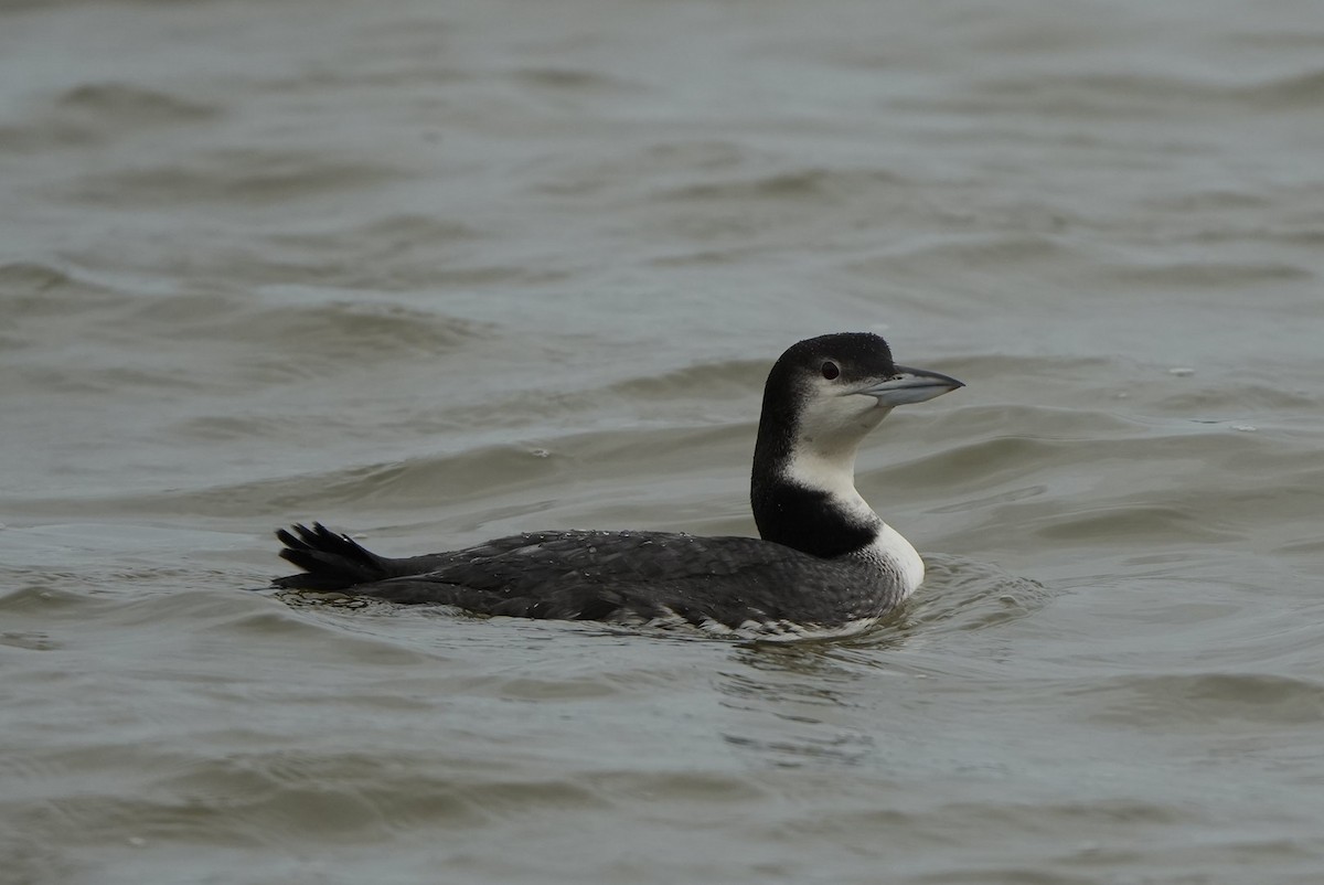 Colimbo Grande - ML646697082