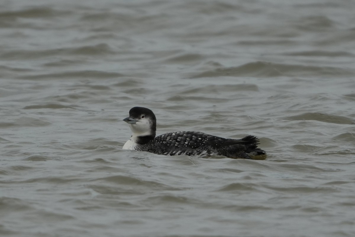 Colimbo Grande - ML646697083