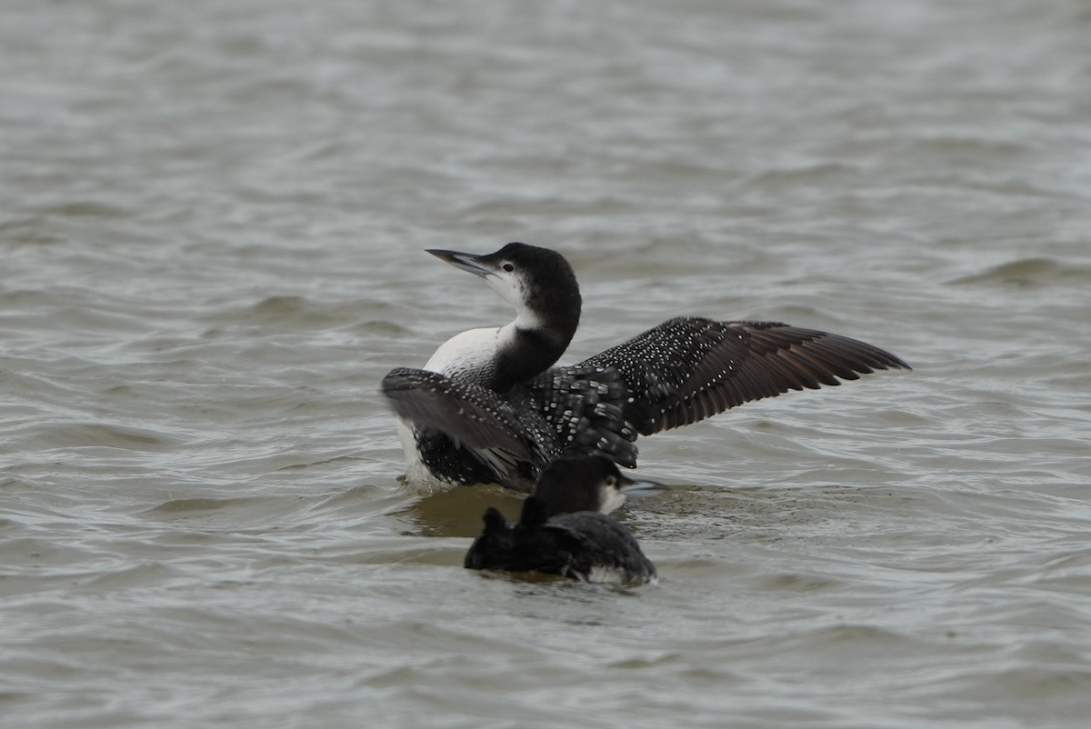 Colimbo Grande - ML646697084