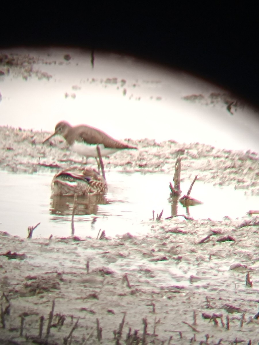 Green Sandpiper - ML646697085