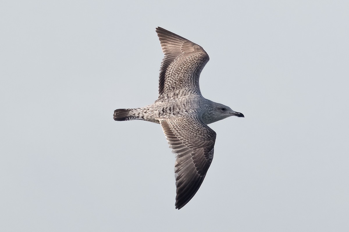 Kuzey Gümüş Martısı - ML646697086