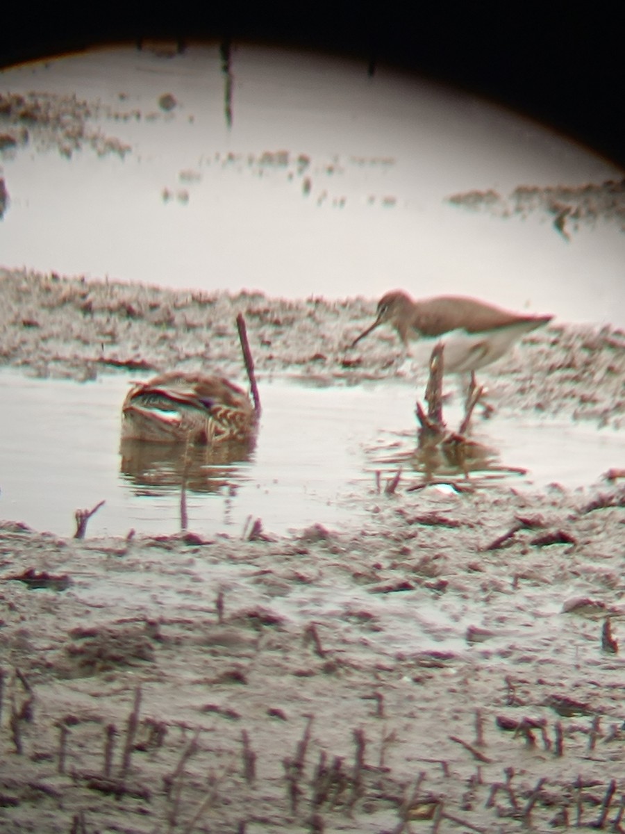 Green Sandpiper - ML646697087