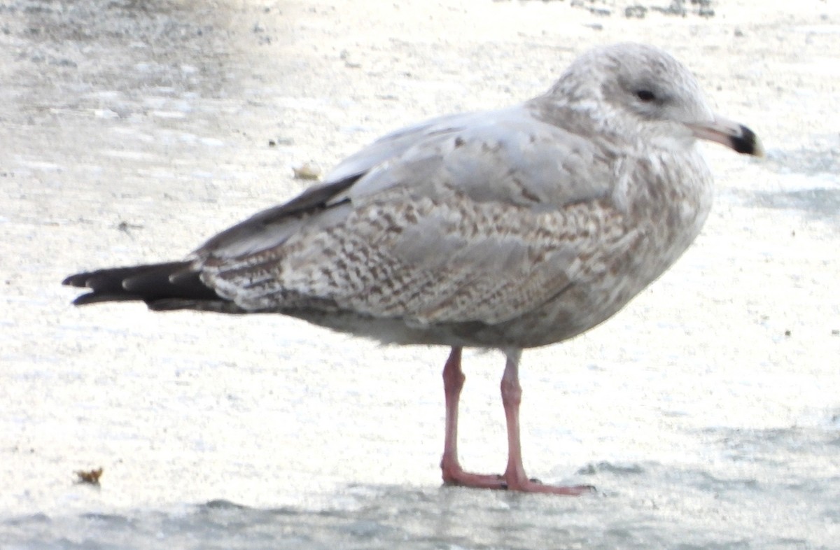 Ring-billed Gull - ML646697090