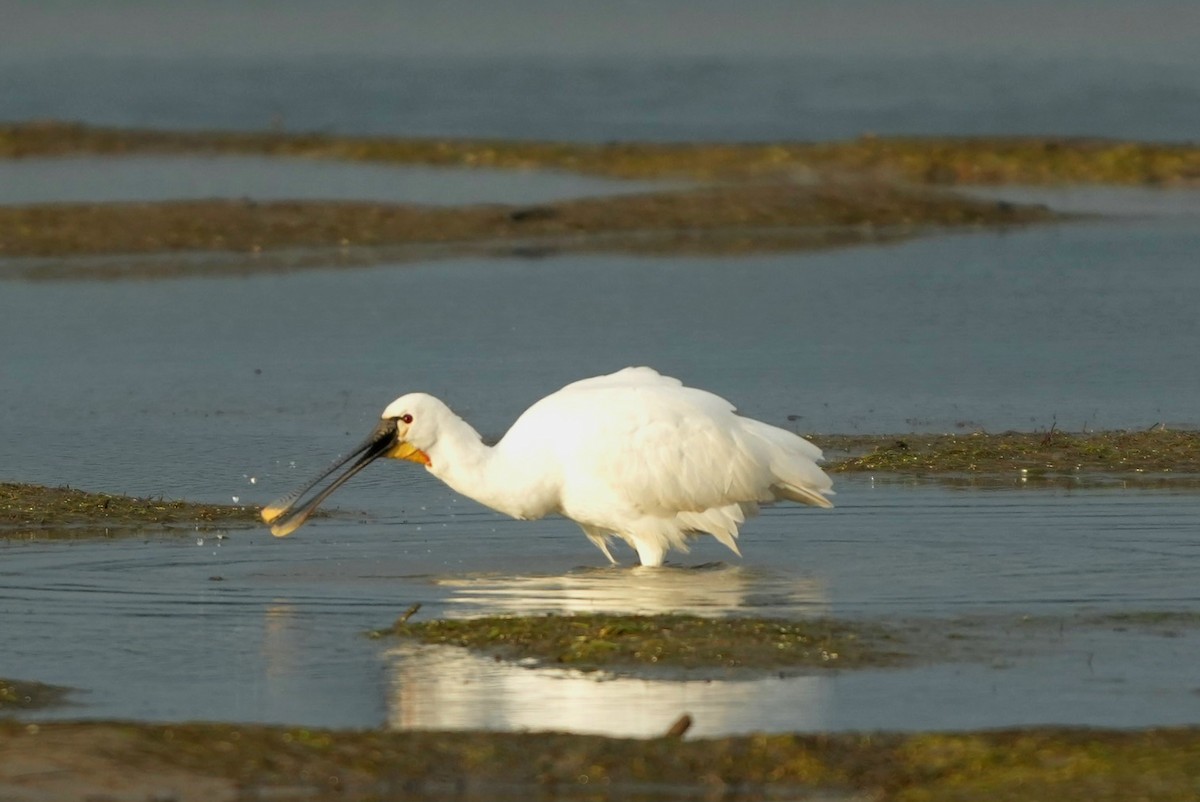 Espátula Común - ML646697092