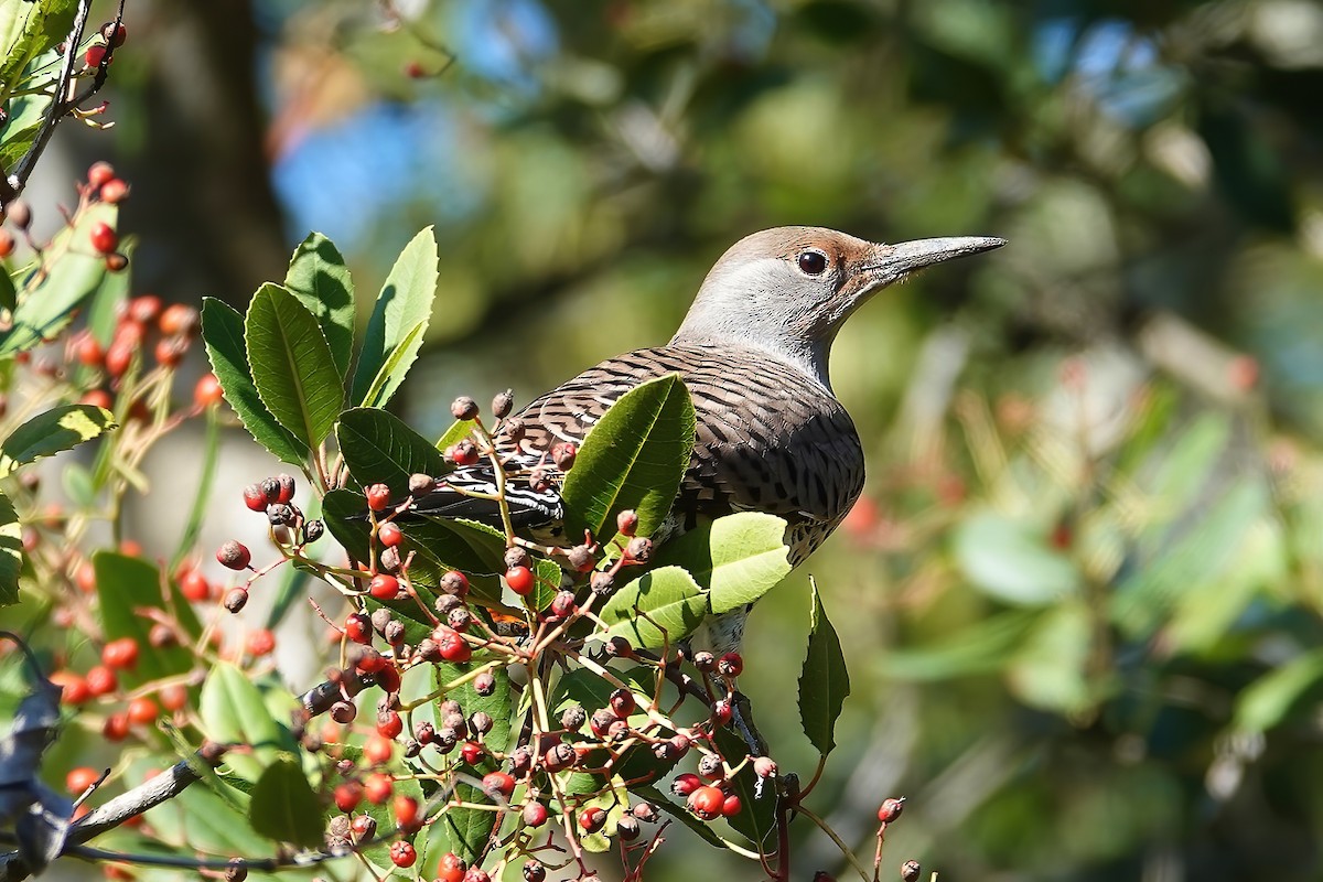 Northern Flicker - ML646697096