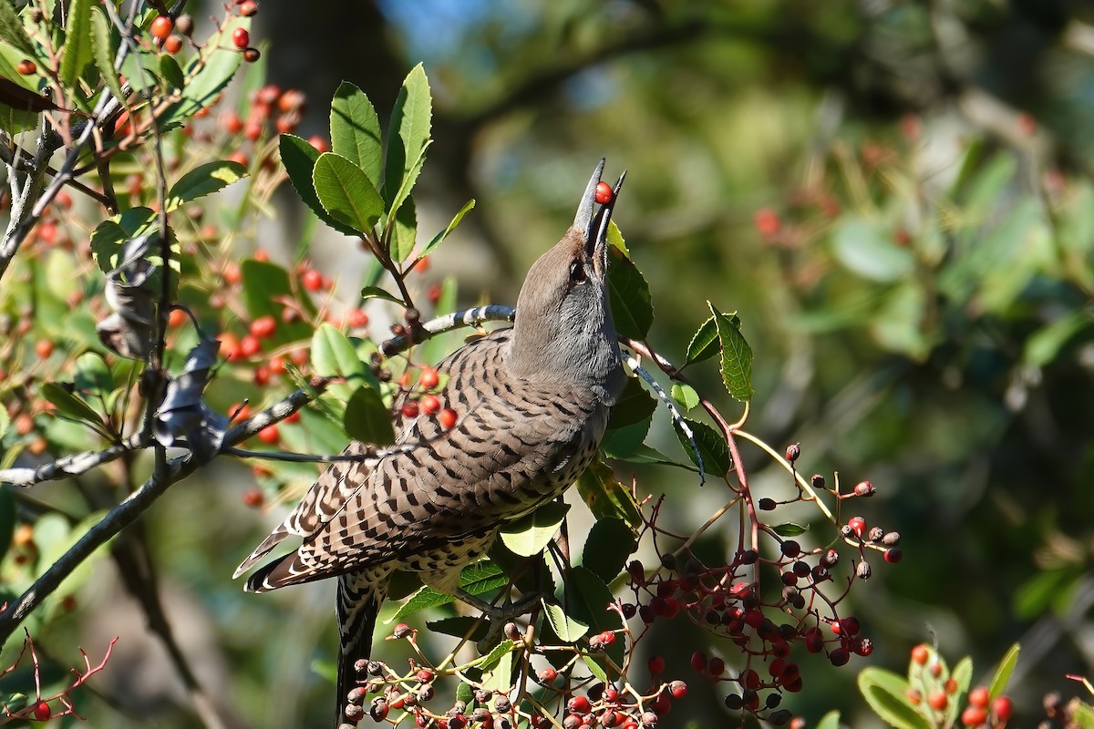 Northern Flicker - ML646697097