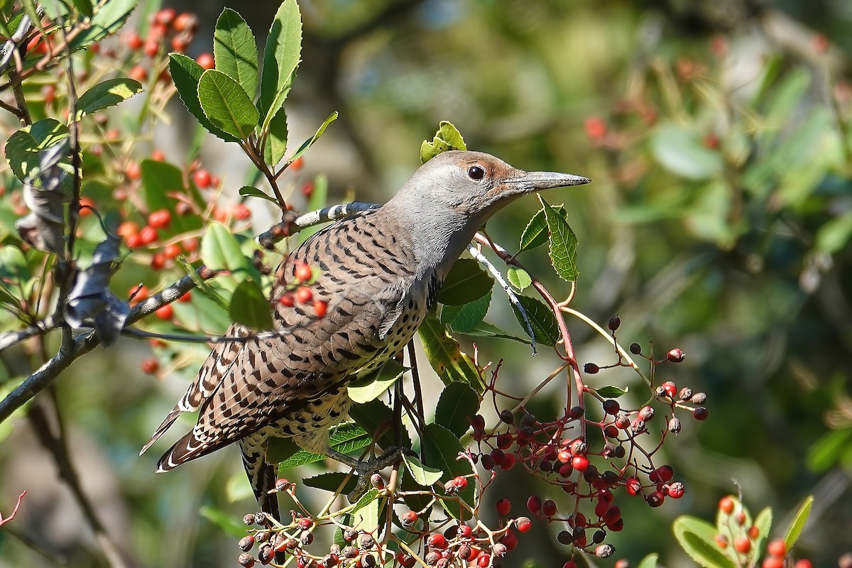 Northern Flicker - ML646697098
