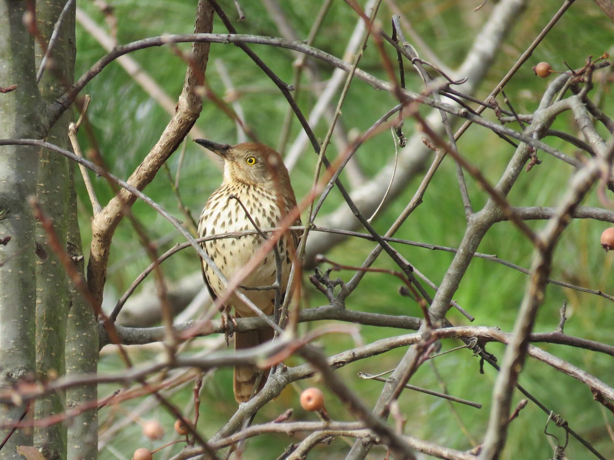 Brown Thrasher - ML646697099