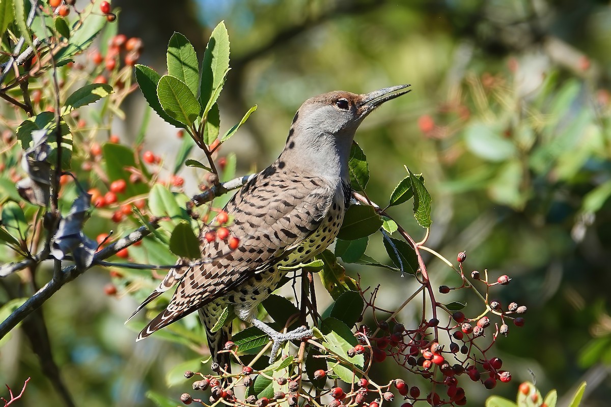 Northern Flicker - ML646697100