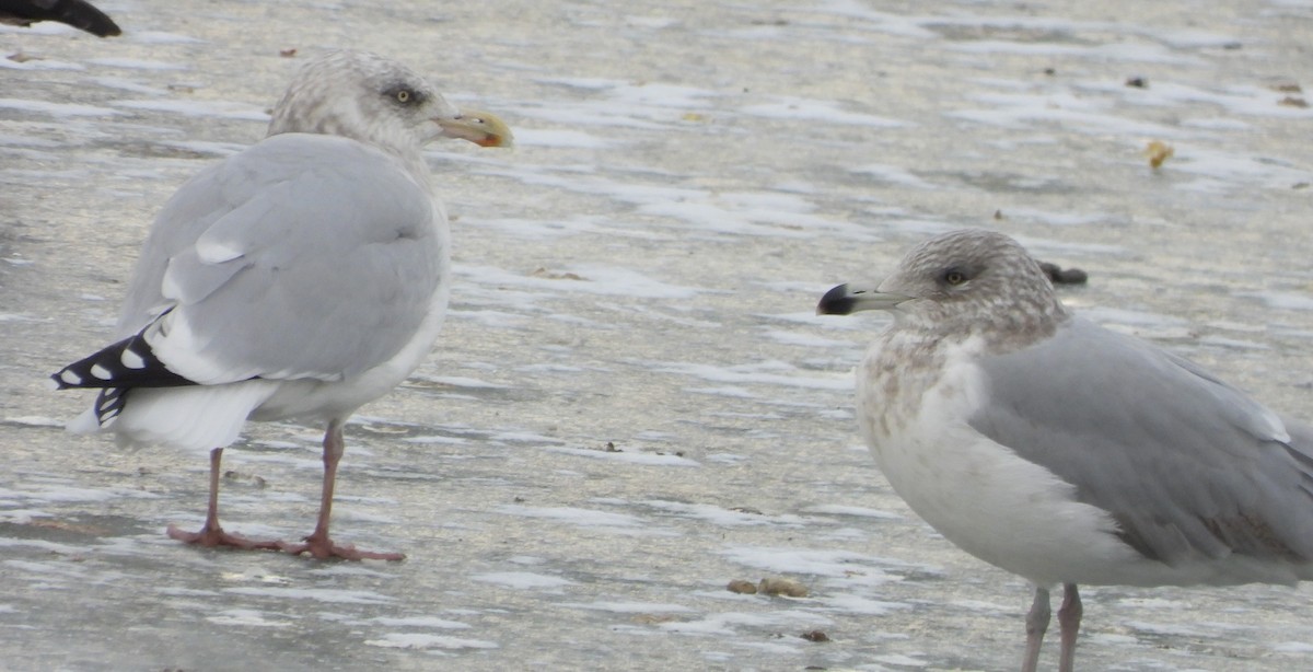 American Herring Gull - ML646697101