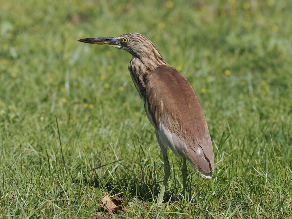 Indian Pond-Heron - ML646697102