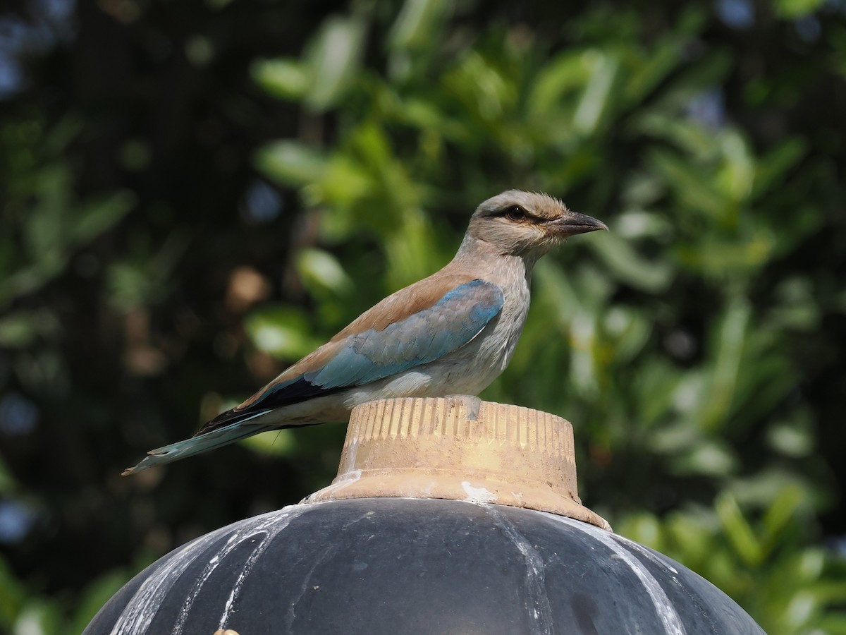 Өрнийн зүсэг - ML646697105