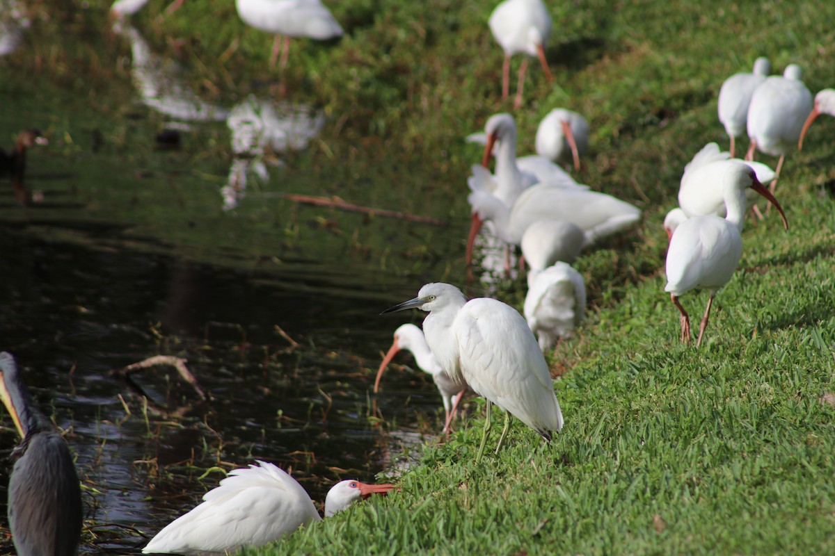 volavka modrošedá - ML646697106