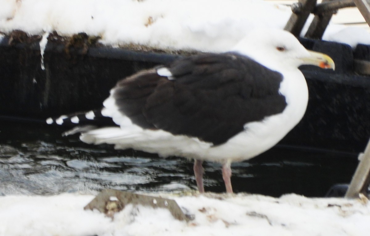 Great Black-backed Gull - ML646697107