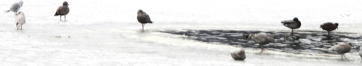 Iceland Gull - ML646697110