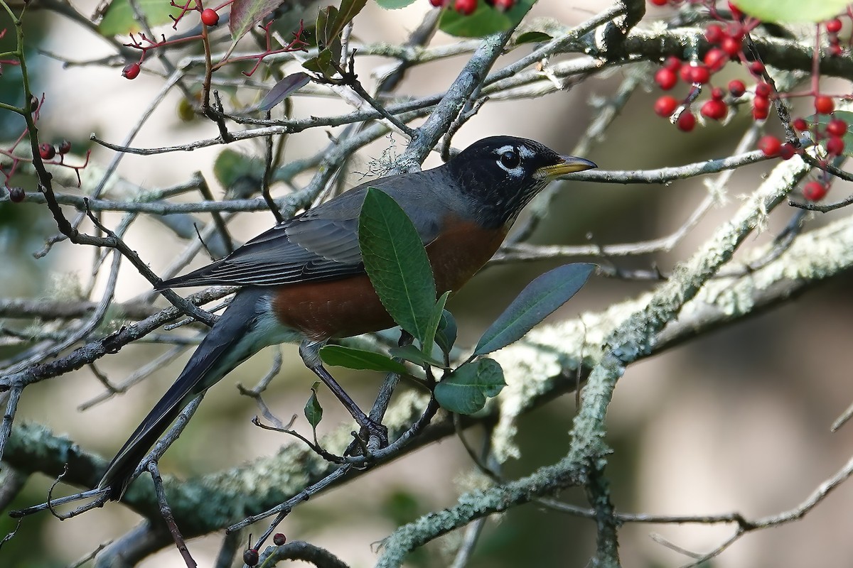 American Robin - ML646697112